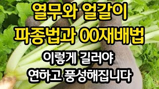 열무와 얼갈이 연하게 기르려면 이렇게 하셔야 합니다