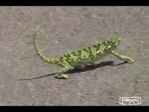Chameleon Dance - 50 Cent.mpg