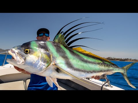 GIANT Mexican Dream Fish! Catch Clean Cook- Roosterfish (Puerto Vallarta, Mexico)