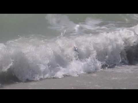 PPJT MOFO Surfing Rats Trailer rats getting tubed!! | JOOGSQUAD PPJT