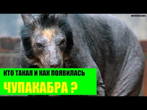 Как появилась чупакабра?