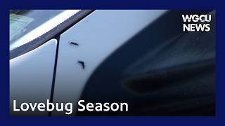 Lovebug Season