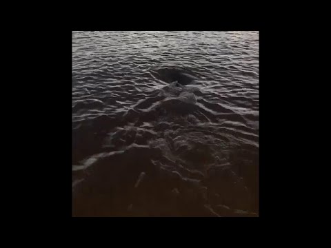 Woman Rescues Beached Porpoise Due to Her Dog's Keen Nose || ViralHog