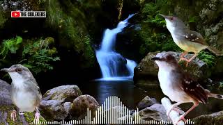 Download lagu TERAPI AIR UNTUK CIBLEK KRISTAL AGAR CEPAT GACOR AMPUH BONGKAR ISIAN TEMBAKAN BREN‼️ #ciblekbren mp3