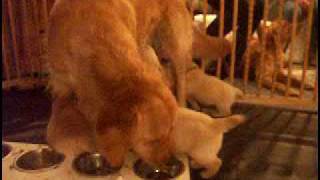 preview picture of video 'Golden Retriever Welpen - Nachtisch bei Mamma'