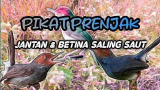 Download lagu MP3 PIKAT Prenjak Kepala Merah Ampuh Saling Saut mp3 Download lagu MP3 PIKAT Prenjak Kepala Merah Ampuh Saling Saut mp3