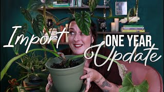 Houseplant Update & Repot | Where Are They Now?