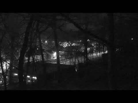 Wolf Cam Live Now. Zoo New England