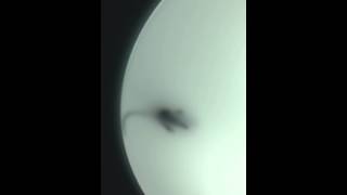 luch ar an solas, or, mouse in the light shade