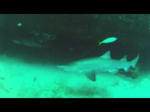 Sharkdive Magic Point Sydney, Magic Point - Maroubra - Shark Dive,Australien