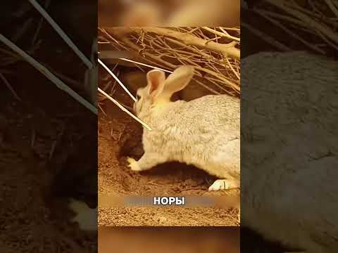 Зачем МАТЬ закопала своих крольчат 😲🔥🐇