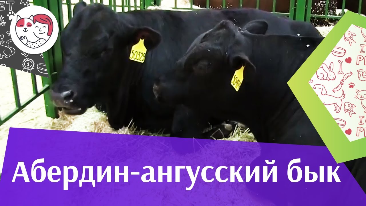БЫК АБЕРДИН АНГУССКОЙ ПОРОДЫ Агропромышленная выставка Золотая осень 2016 iLikePet