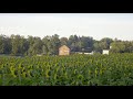 Fields Of Serotonin The 9th Annual Coppal House Farm Sunflower Festival Documentary Lee NH