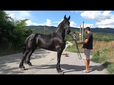 Caii lui Razvan de la Rusor, Hunedoara - 2024 Nou!!!