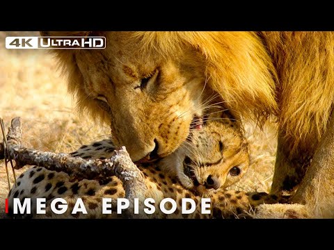 Ultimate Predators: First Blood in the Fight for Territory