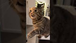 Download lagu 33 Kucing mengeong tanpa suara  #shorts mp3