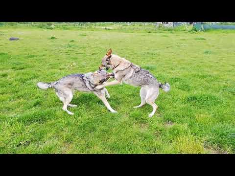 Ares & Sky TWH 's beim toben