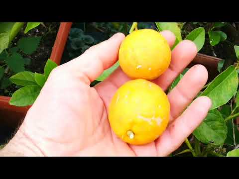 O.172 Harvesting citrus fruit. Will I pick anything? And what will it taste like? More below the ...