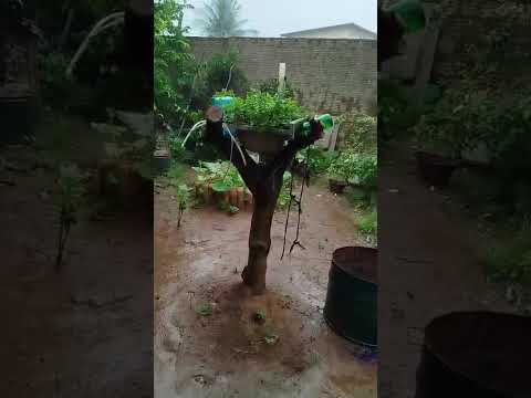 Serrinha dos Pintos(RN) com chuva.