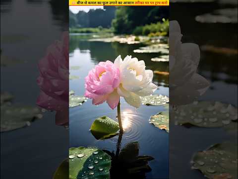 😱How to grow lotus flower at home #growth #plants #gardening #shorts #lotusflower