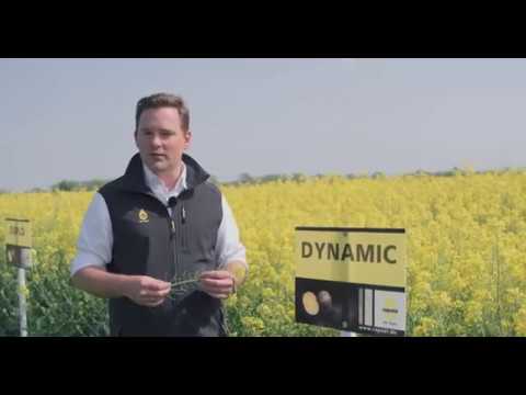 Variety presentation RAPOOL DYNAMIC