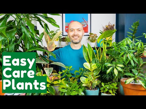 , title : '5 Hard To Kill Houseplants For Busy People