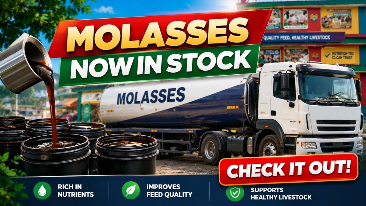 Usage and Benefits of Molasses