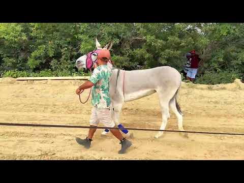 CAPITÃO GERVÁSIO DE OLIVEIRA - Jumentos & Burros