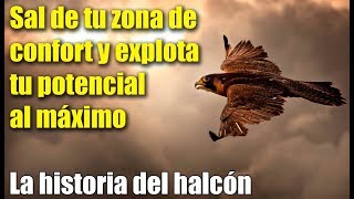 Sal de tu zona de confort y explota tu potencial al máximo - la historia del halcón