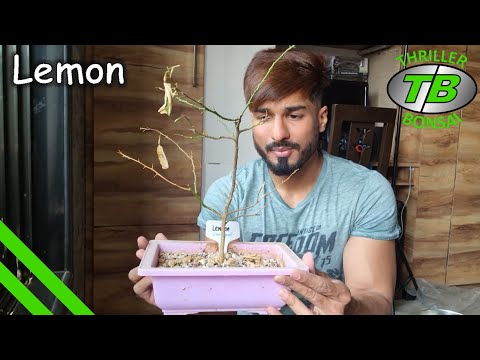 Lemon Tree - Repotting for Recovery - Will it survive?