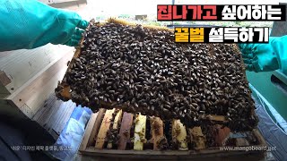 꿀벌이 집을 나가고 싶어한다. 2층집으로 꿀벌 마음 돌리기