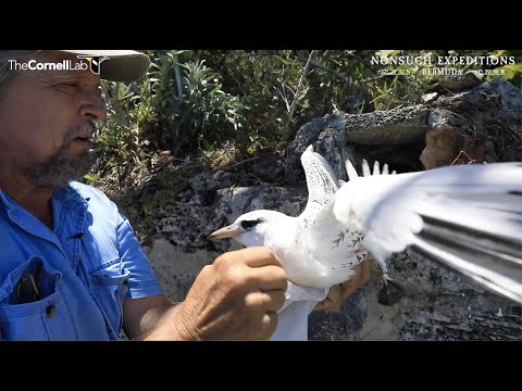 June 27 | Tropicbird Cam Health Check
