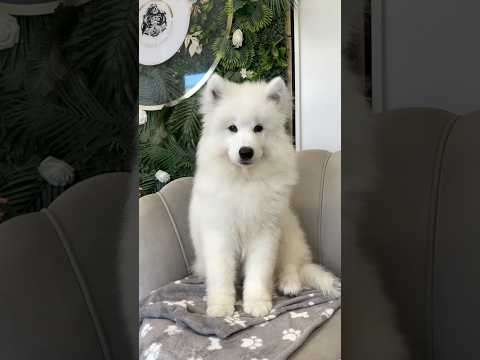 Festiwal szczeniaków czas start! Od dziś do wtorku same bobasy #samoyedpuppy #doggroomer #samoyed