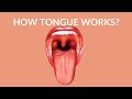 How Your Tongue Works? | Human Tongue Video