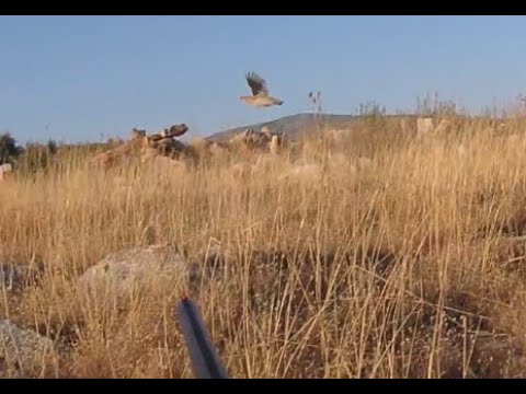Quail Hunt with German Shorthaired Pointer - Chasse a la caille - صيد فري السمان-Caccia a la Quaglia