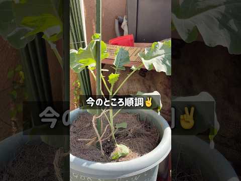 木、金属、コンクリート、テラコッタのプランター – どれを選ぶべきですか?またその理由は何ですか?  庭園