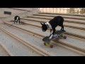 Grappige filmpjes humor kaarten, Hilarious skateboarding dogs  funny humor