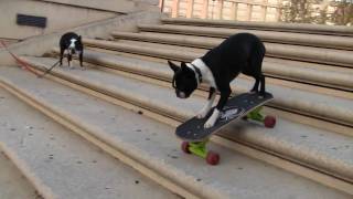 Hilarious skateboarding dogs  funny humor
