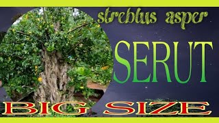 Download lagu bonsai serut dengan ukuran jumbo xxl (ukuran besar) mp3 Download lagu bonsai serut dengan ukuran jumbo xxl (ukuran besar) mp3