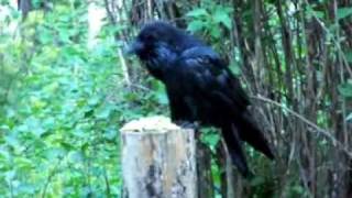 Hungry Raven comes for breakfast  Part 1