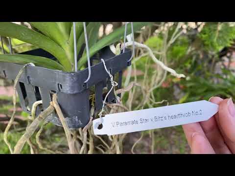 New vandas from R&R orchids (vandaman) and update on plants 😊🌸