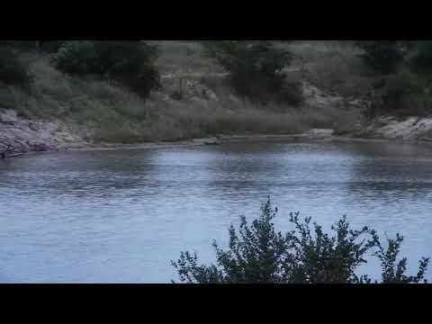 Djuma: Hippo playing with stick in the dam-Pt:2 - 18:01 - 04/01/20