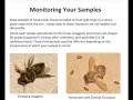 DIY Science: Zombees
