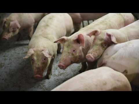 Godfried Groenland, dierenarts De Heus over HyCare en het belang van reinigen en desinfecteren