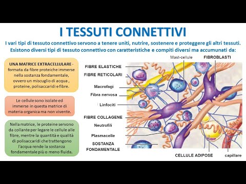 CONNECTIVE TISSUES