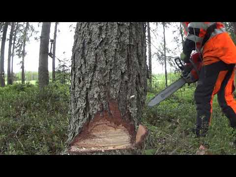 Metsolan Metsäkoulu 287 - Kaatosahauksen korkeudella on väliä!