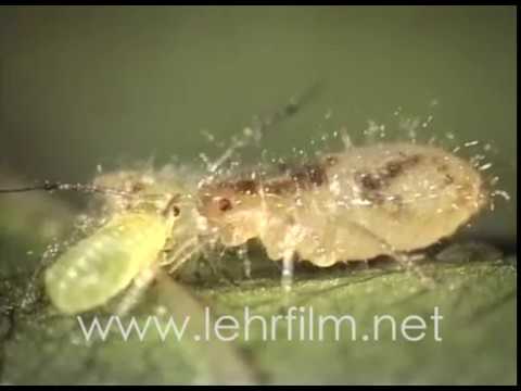 Lehrfilm Blattläuse - Ausschnitt