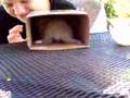 Stray Kittens