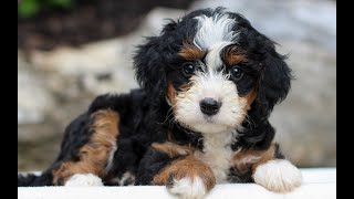 Video preview image #1 Bernedoodle (Miniature) Puppy For Sale in LITITZ, PA, USA