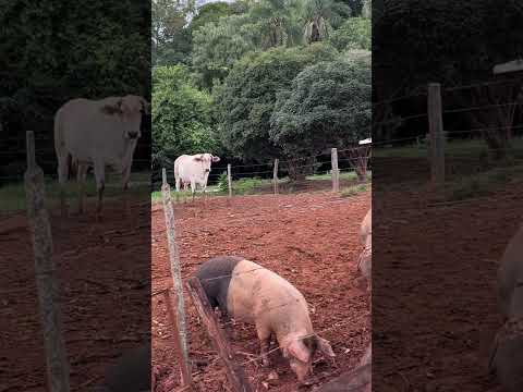 A fartura no cerrado de Goiás é bom demais - Pilar de Goiás.
